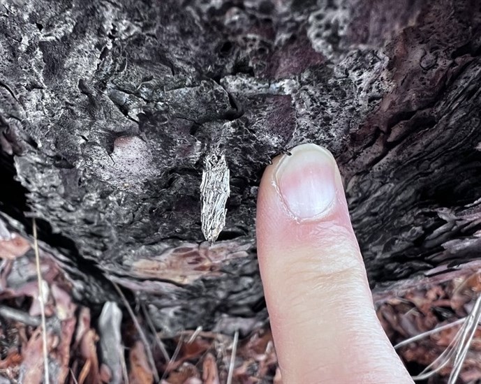 A bagworm moth covered with sticks was found in Dilworth Park in Kelowna.