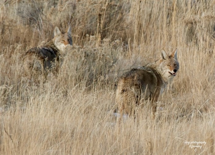 A pair of coyotes are spotted in the Kamloops area in January. 