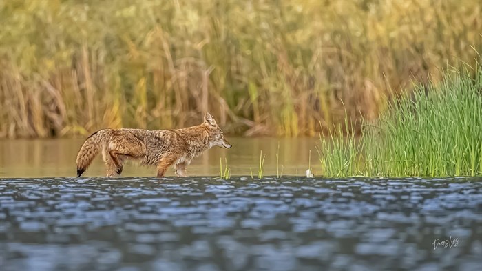 This fall a West Kelowna photographer captured this coyote while visiting the Oliver area. 