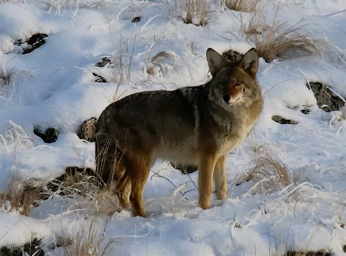 A coyote poses in the snow in the Kamloops area in winter. 