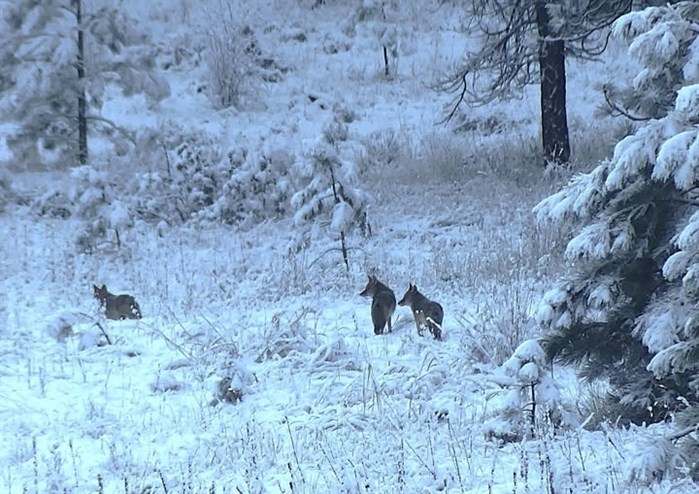 This small pack of coyotes was photographed in near Okanagan Falls in January. 