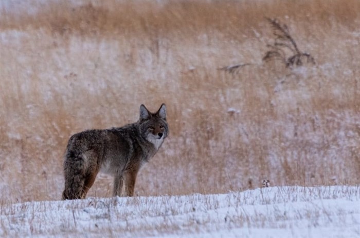 A lone coyote hunts in the Kamloops grasslands in December. 