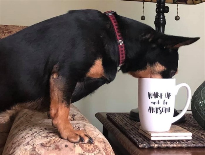 Logan Lake pup Rebel helps himself to his human's drink. 