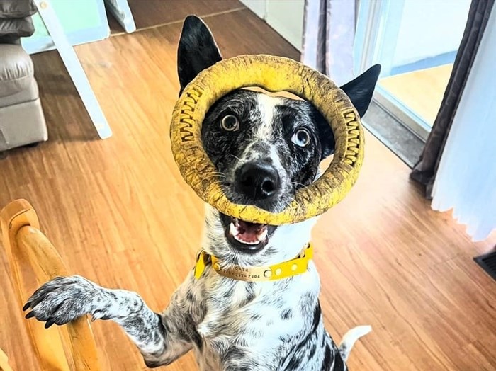 Kamloops dog Dash loves his chew toy. 