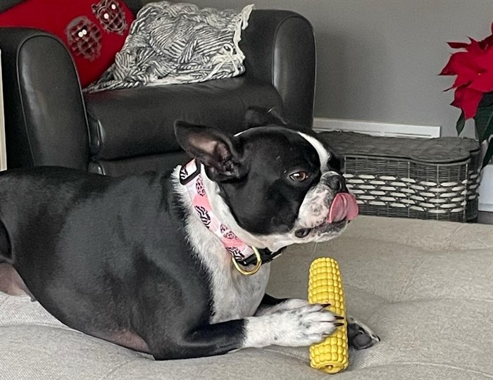 A dog in Logan Lake appears to taste her corncob chewy. 