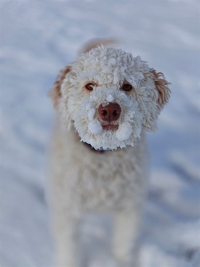 Charlie the pup gets a snowball mustache in Logan Lake. 