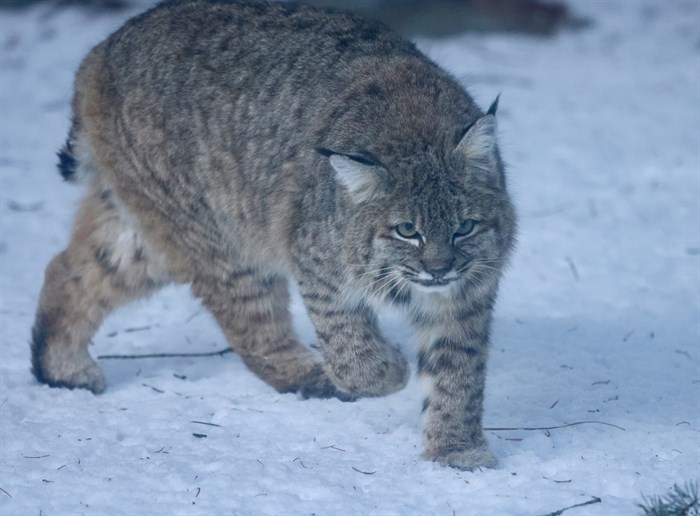 A bobcat was photographed prowling in a field in the Kamloops area.