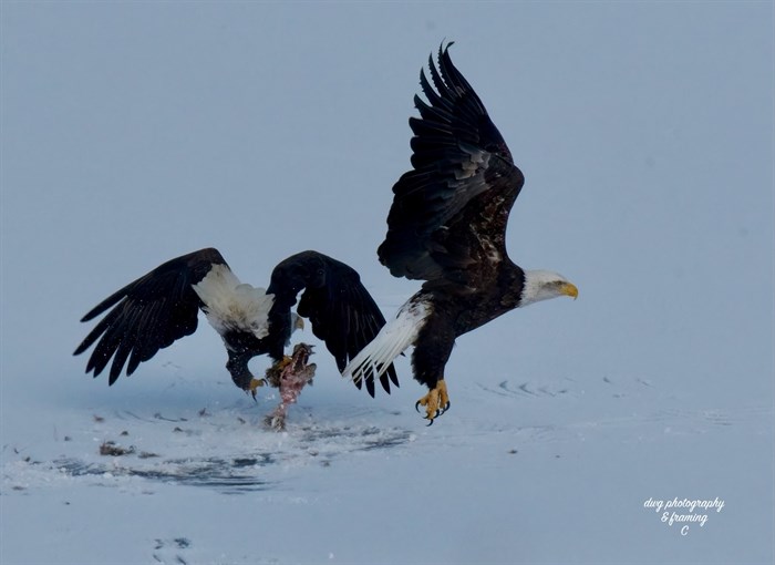 A bald eagle in the Kamloops area clasps a coyote skull.