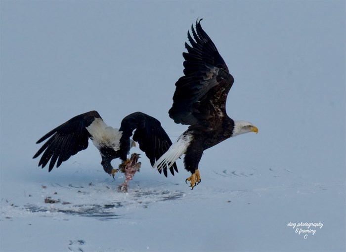 A bald eagle in the Kamloops area clasps a coyote skull. 