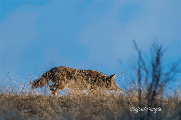 In the North Okanagan, a coyote crouches low to the ground, hunting.