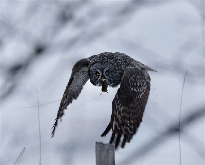 An owl in the Kamloops area successfully catches a rodent.