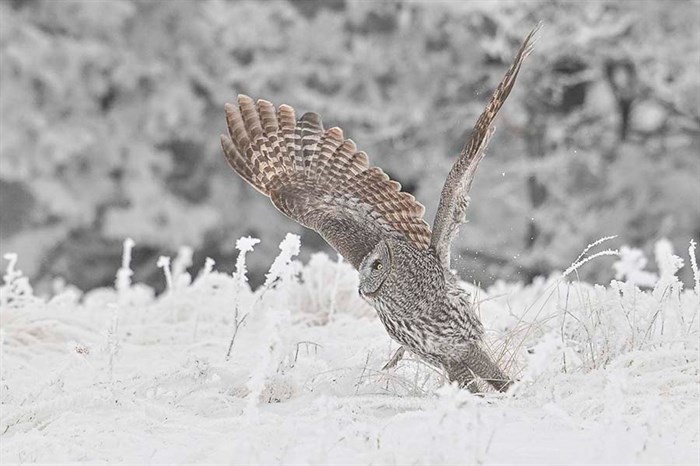 This great grey owl in the North Okanagan just missed catching its prey. 