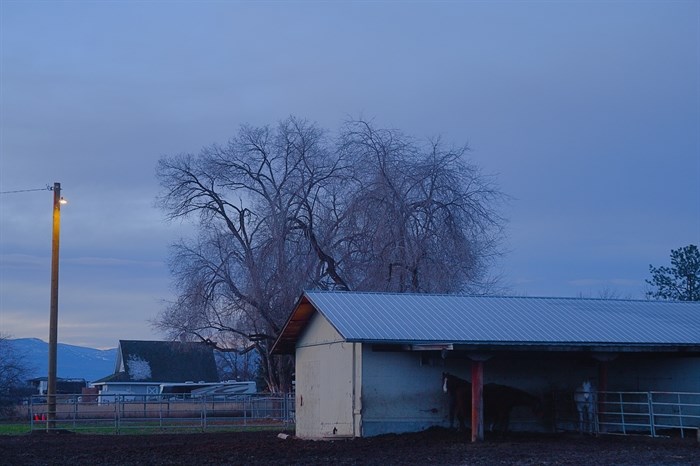 A barn with horses is seen at dawn on a rural landscape in Kelowna.  