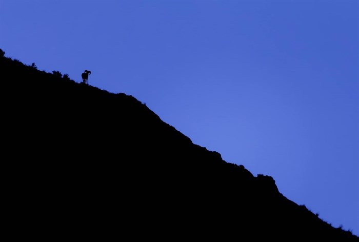 The outline of a bighorn sheep can be seen against the hue of blue hour at daybreak in Kamloops. 