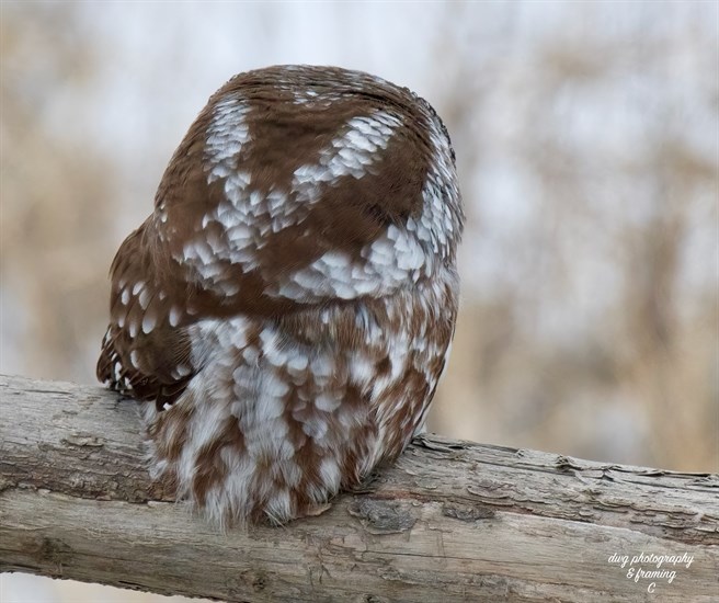 This photo shows the back of a boreal owl spotted in the Kamloops area on Jan. 28.