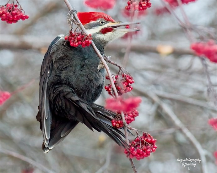 A pileated woodpecker in Kamloops feasts on mountain ash berries. 