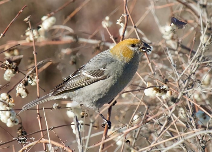 A female pine grosbeak eats snowberries in Kamloops. 