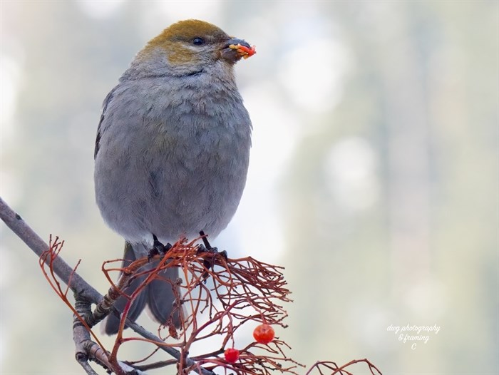 A female pine grosbeak in the Kamloops area has its beak full of berries. 