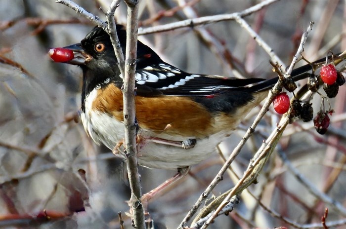 A spotted towhee eats a rosehip in Penticton. 