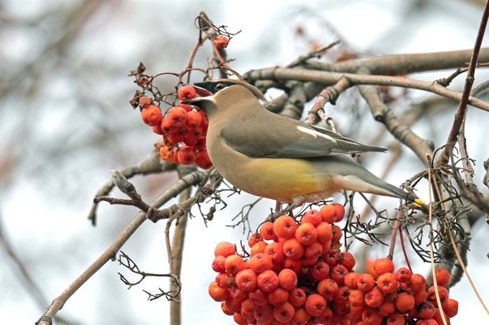 A cedar waxwing snacks on berries in Penticton. 