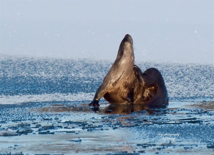 A river otter on frozen Stump Lake near Kamloops scratches its neck. 