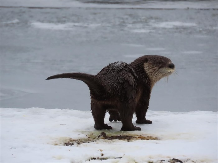 This young river otter was photographed at Loon Lake, an hour west of Kamloops. 