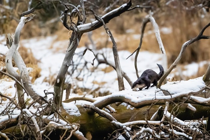 A river otter walks on a snowy log at a lake in Grand Forks. 