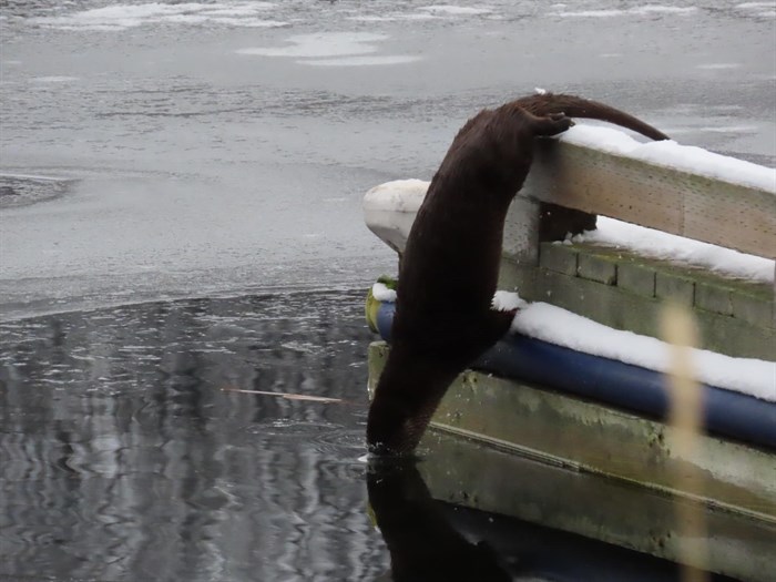 A river otter plunges into icy Loon Lake west of Kamloops. 