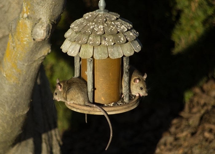 A couple of mice dine out on a bird feeder in the South Okanagan at night. 