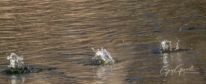 A South Okanagan photographer was a second too late to capture three goldeneye ducks before they simultaneously took off. 