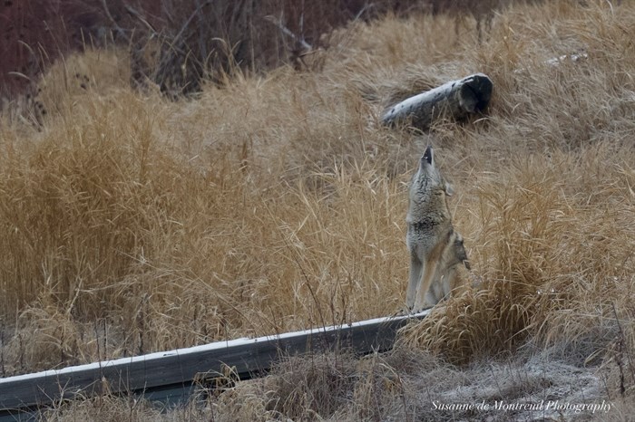 A Kamloops photographer captured a coyote in mid-howl. 