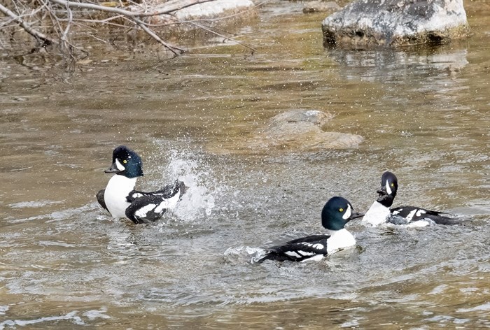 The expression on the duck on the right is priceless. 