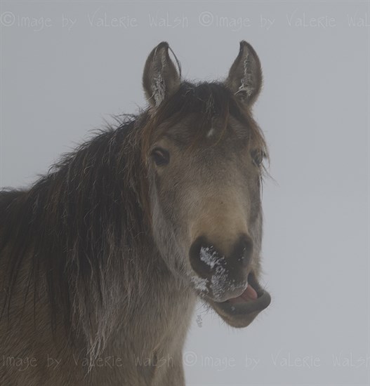 A horse on a rural road in Kamloops makes a funny looking face. 