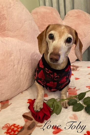 Toby the Kelowna doxie is dressed for Valentine's Day. 