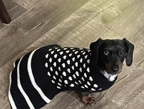 Sadie is dressed in her heart patterned sweater in Kelowna. 