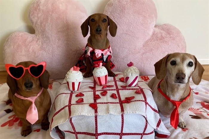 Tazzy, Toby and Tilly bring Valentine's Day spirit in Kelowna. 