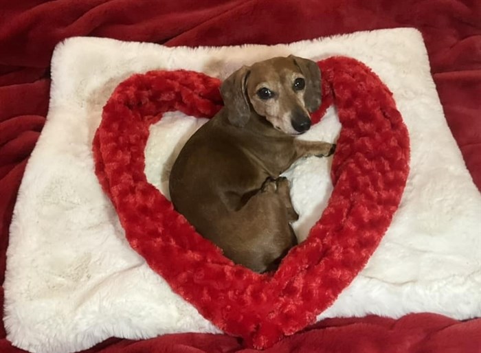 A Kelowna dachshund Sadie poses on her heart pillow. 