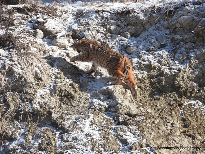 The distinct bobbed tail of a bobcat can be seen in this photo taken in the Shuswap. 