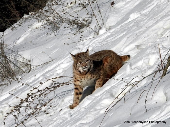 A bobcat was spotted off a backcountry road in the Shuswap in Feb. 2025. 