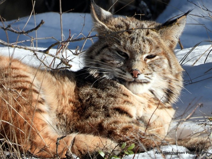 This bobcat in the Shuswap appears to be enjoying the sunshine. 