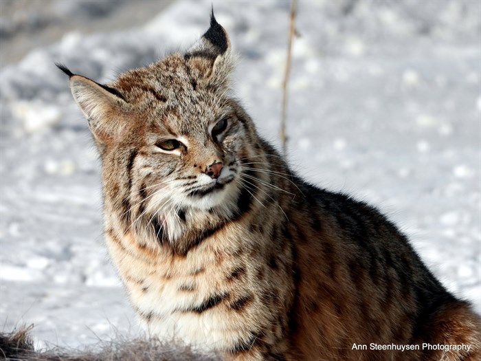 A bobcat in the Shuswap is seen on a sunny winter day. 