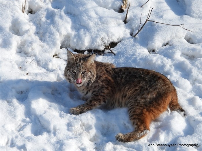 A bobcat rests on the snow in the Shuswap. 