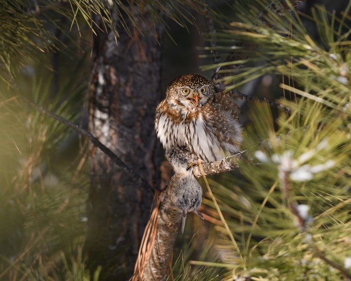 A northern pygmy owl clutches a vole in a tree in Kamloops. 