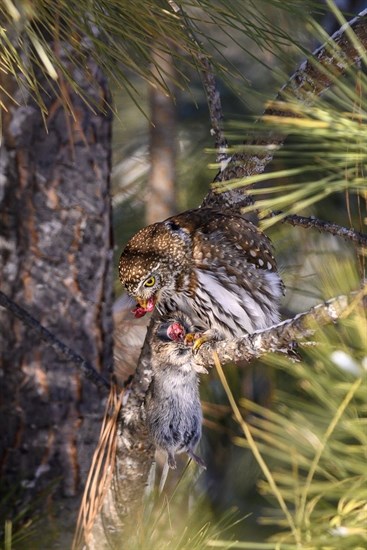 An owl eats its prey in a Kamloops forest. 