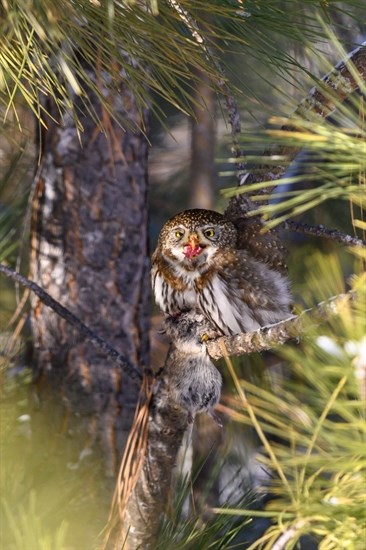 A northern pygmy owl swallows pieces of prey in Kamloops. 