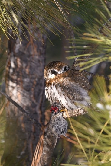 Northern pygmy owls, like this one spotted in Kamloops, have patters on the backs of their heads that look like false eyes to predators. 