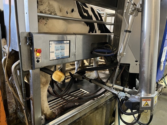 A dairy cow gets milked by a voluntary milking system robot at Blackwell Dairy Farm in Kamloops. 