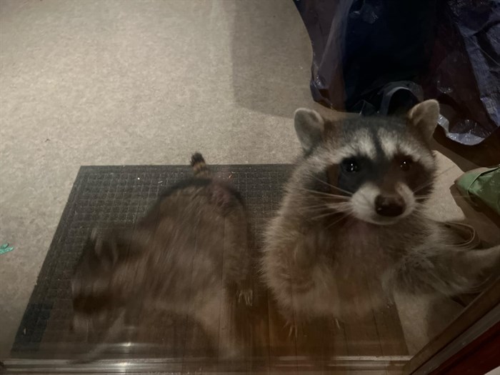 Two raccoons stand the doorstep of a Kamloops home on a February night.  