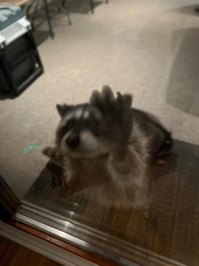 A raccoon appears to give a 'high-five' on a patio door in Kamloops. 