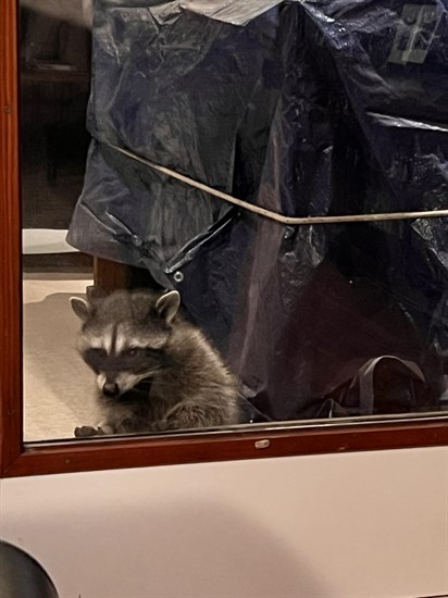 A raccoon presses his paws against a glass door in Kamloops. 